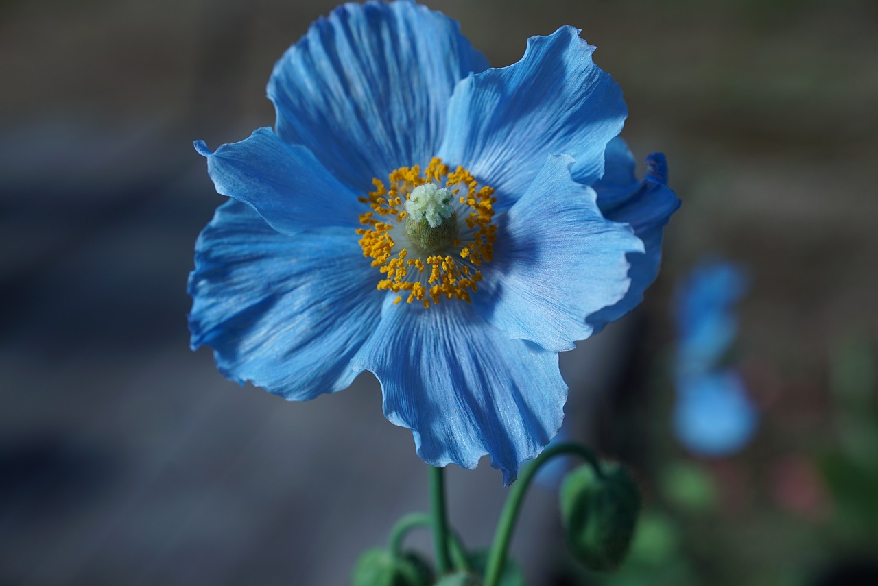 flower, botany, himilayan blue poppy-4202825.jpg