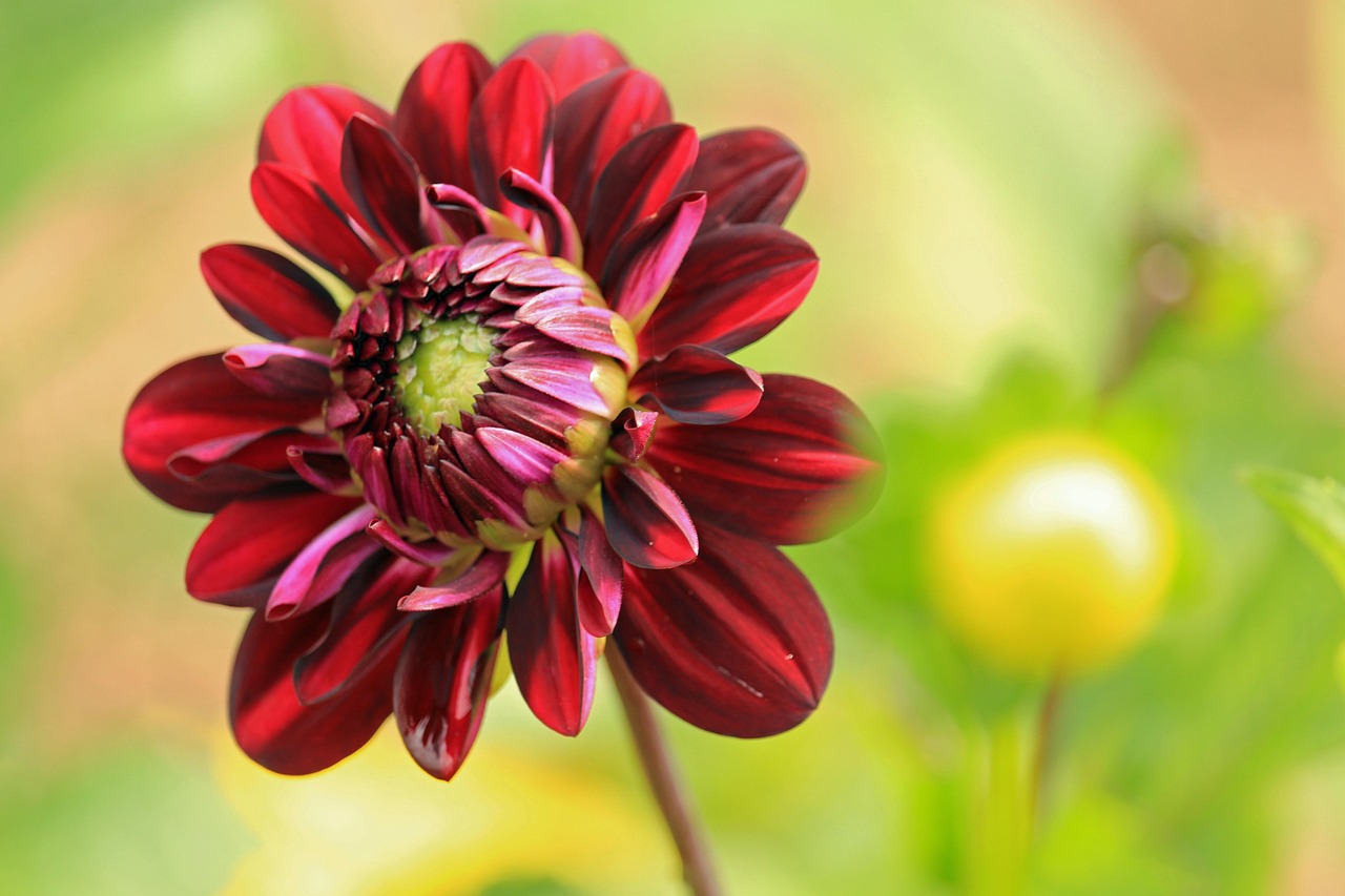 dahlia, flower, plant, red flower, flower background, petals, bloom, beautiful flowers, blossom, nature, flower, flower, flower, flower wallpaper, flower, flower