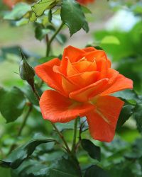 rose, flower, petals-178682.jpg